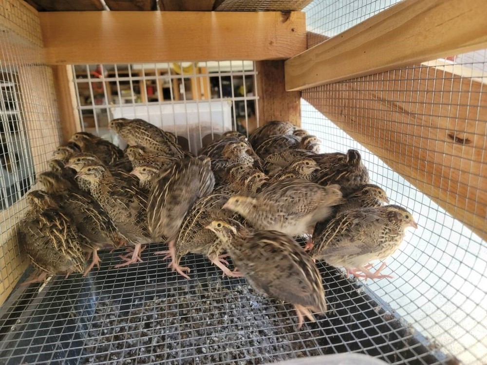 50+ Fertile Coturnix Quail Hatching Eggs