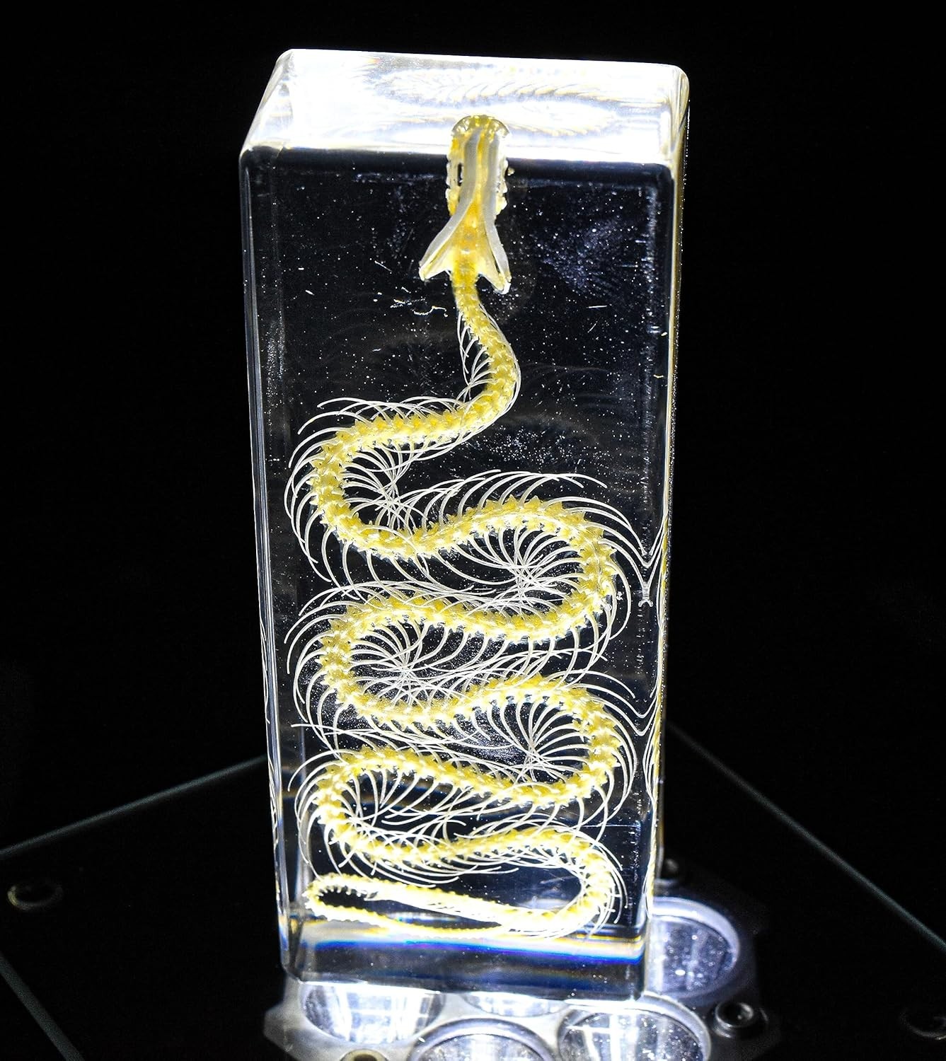 Real Water Snake Skeleton in 110mm Clear Lucite Resin Science Education Specimen