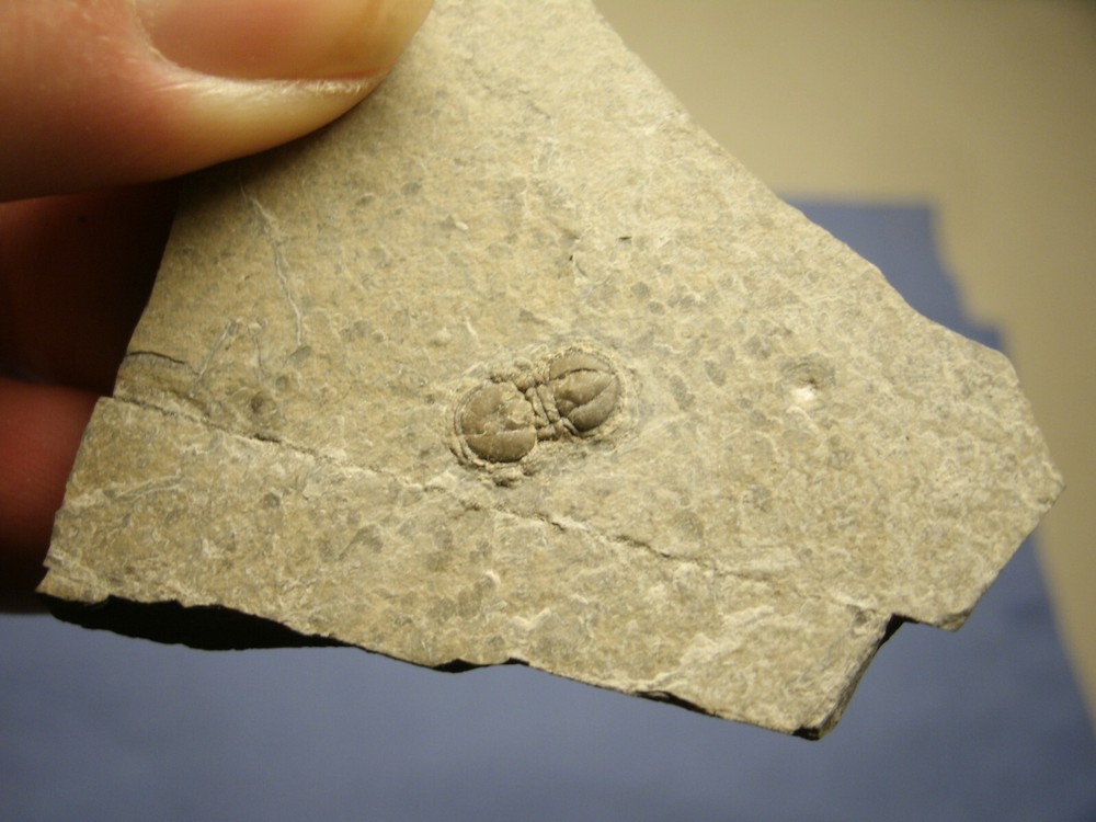 TRILOBITE peronopsis interstricia MILLARD CO UT