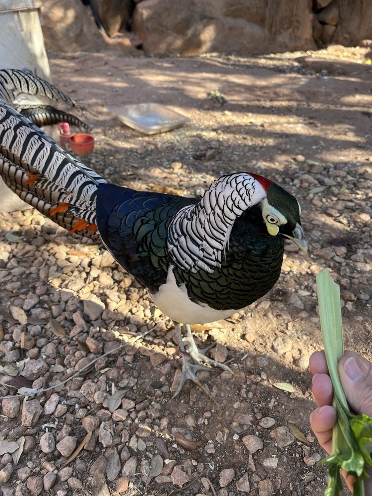 6 Lady Amherst Hatching Eggs Laying Now—Best Shipping Method, Read Description