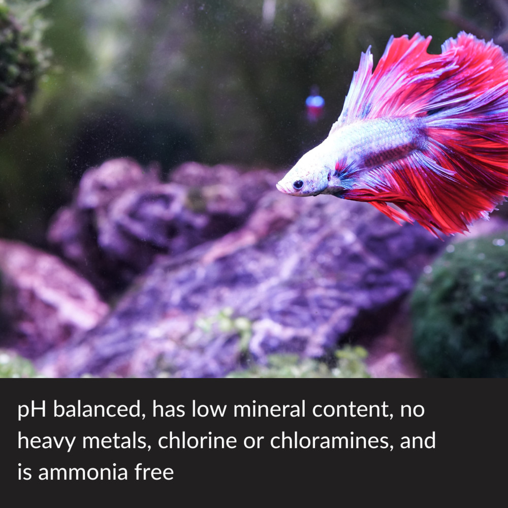 By API Betta Water 64 oz Bottle