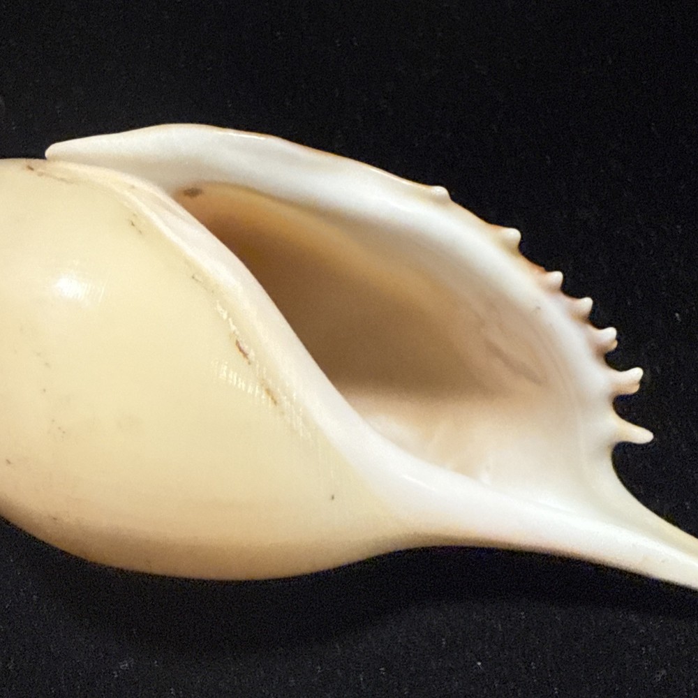 Rostellariidae Tibia Fusus Spindle, Shin-bone Tibia 165mm