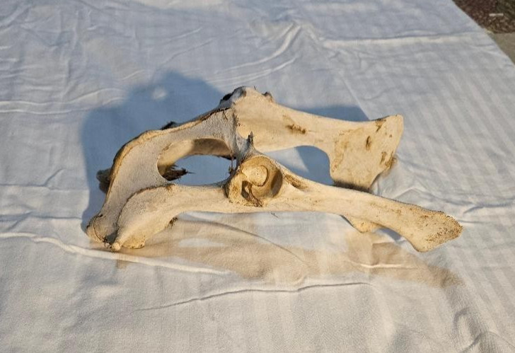 Deer Pelvis Bone