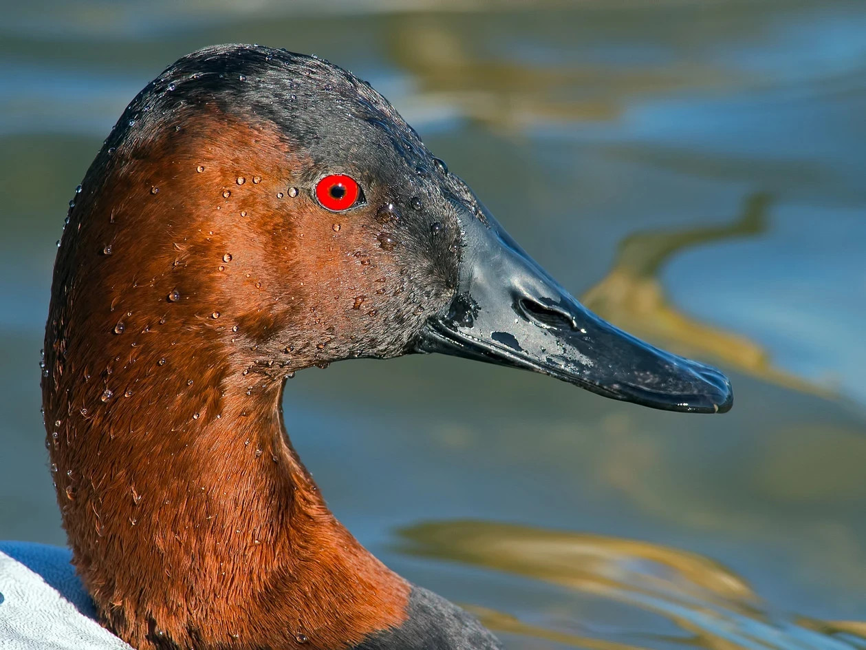 5 pair of New Concept Glass Eyes For Taxidermy And Decoy Making. 10mm Red