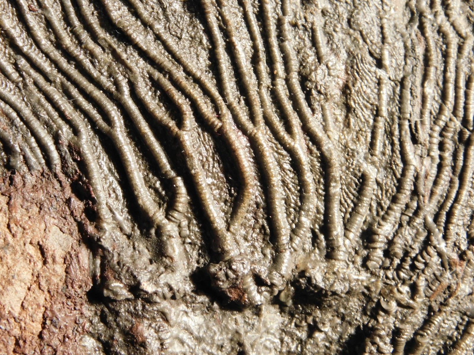 TWO BIG! 430 Million Year Old! CRINOID Fossils or Sea LILY Fossil Morocco 1565gr