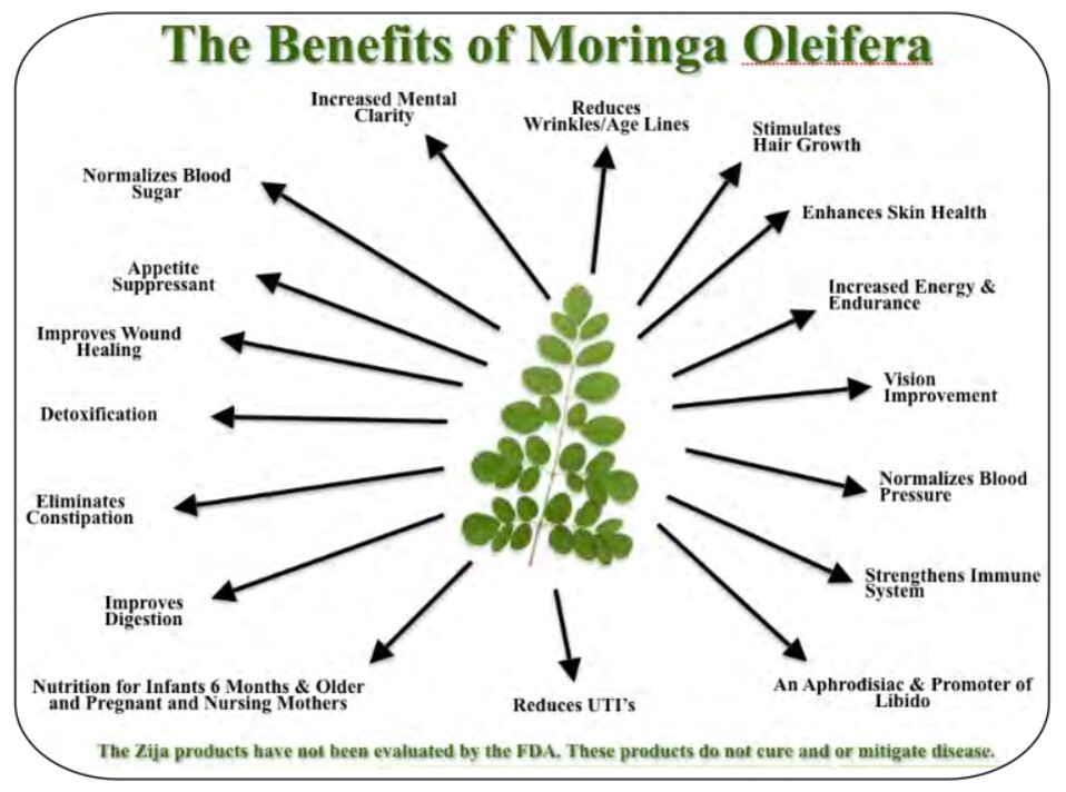 Moringa Seeds for Planting | Non-GMO Wingless from India Very Fresh | Bulk