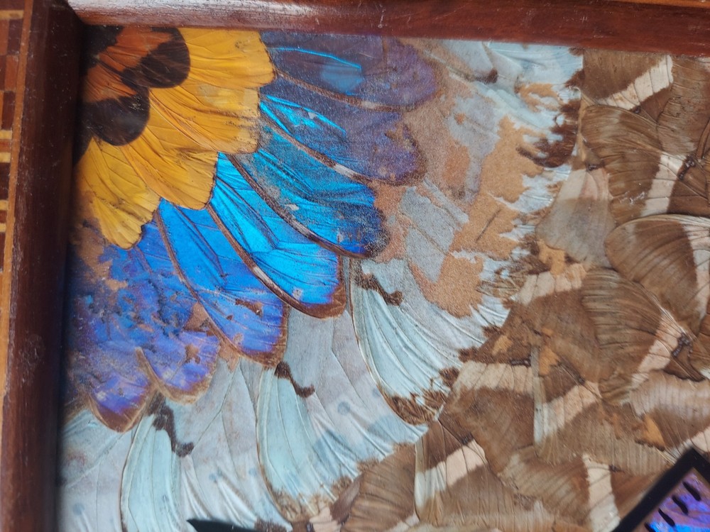 Vintage Masonic Serving Tray Blue Morpho Butterfly