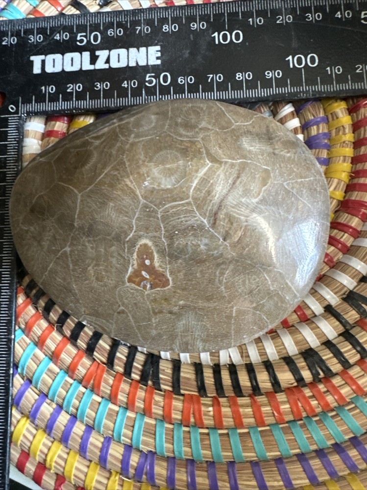 Polished Coral Head Fossil Morocco Devonian #5