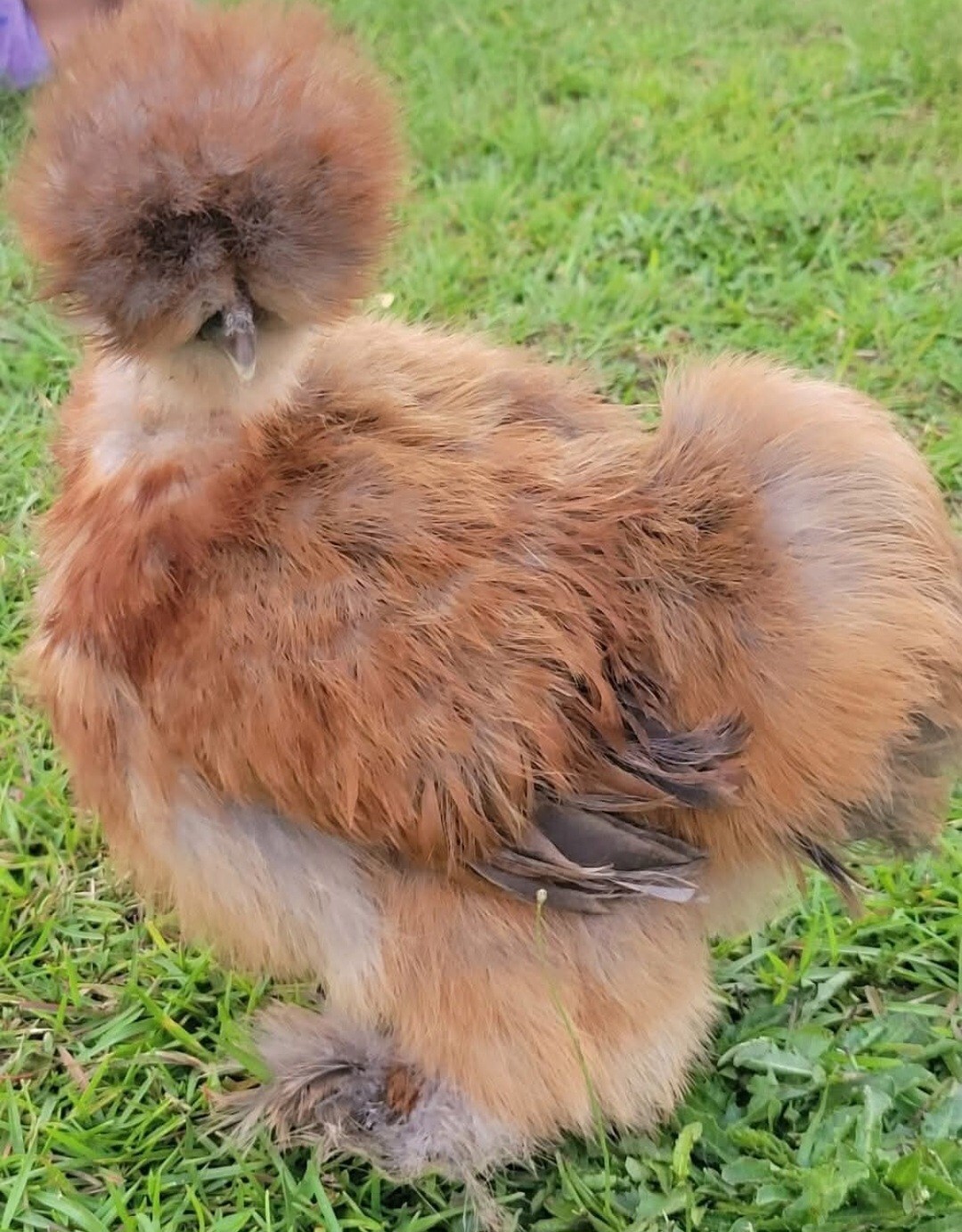 12+ Silkie, Satin, Frizzle Show Quality Hatching Eggs, NPIP Cert
