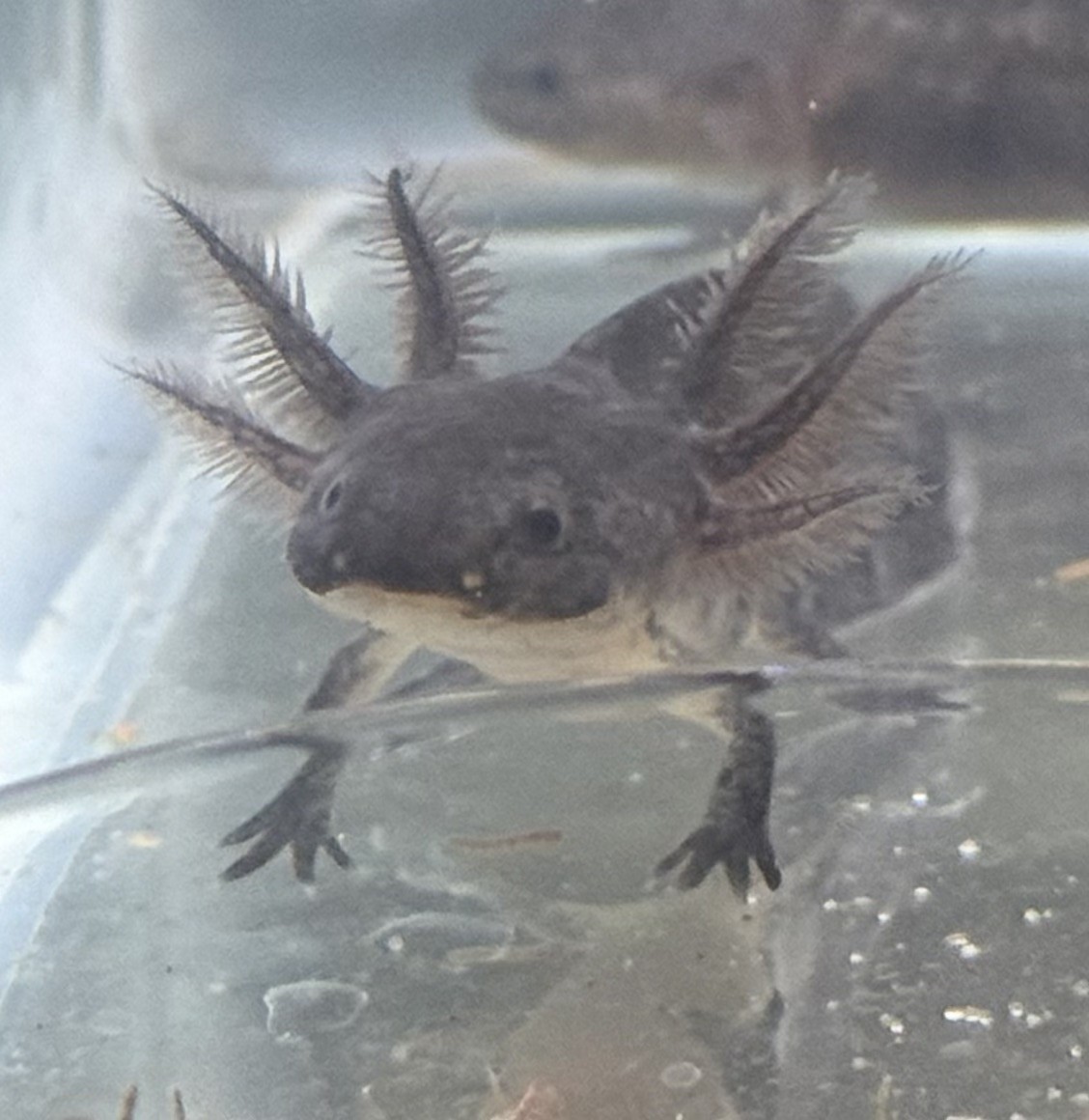 Melanoid axolotls 4 inches