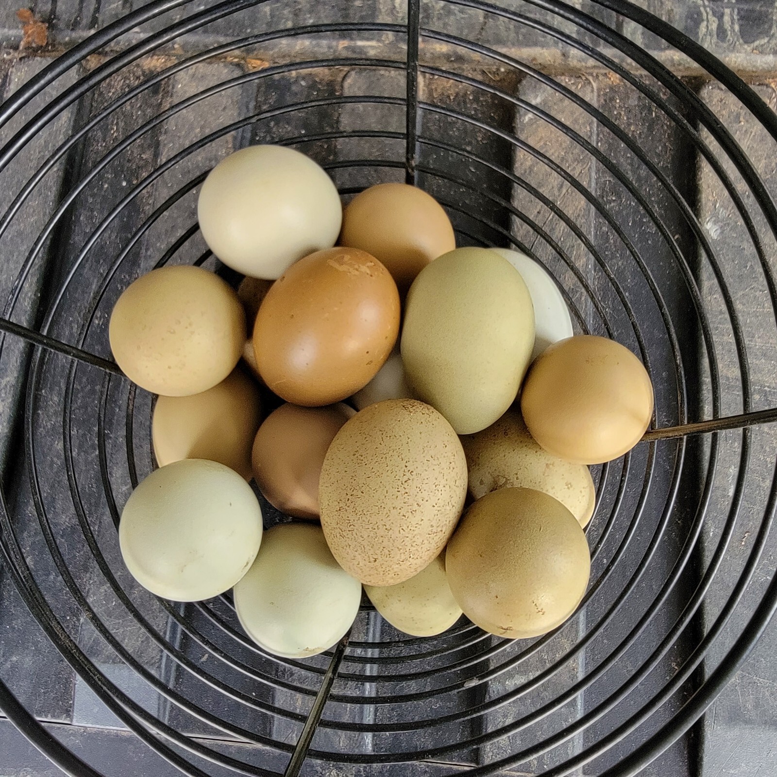 5+ F2 - F4 Olive Egger Hatching Eggs | Fast Free Shipping | TN NPIP CERTIFIED