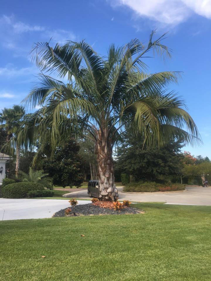 Butiagrus Seeds!  F1 Hybrid Mule Palm Seeds.  Rarely Ever Offered!  Cold Hardy!