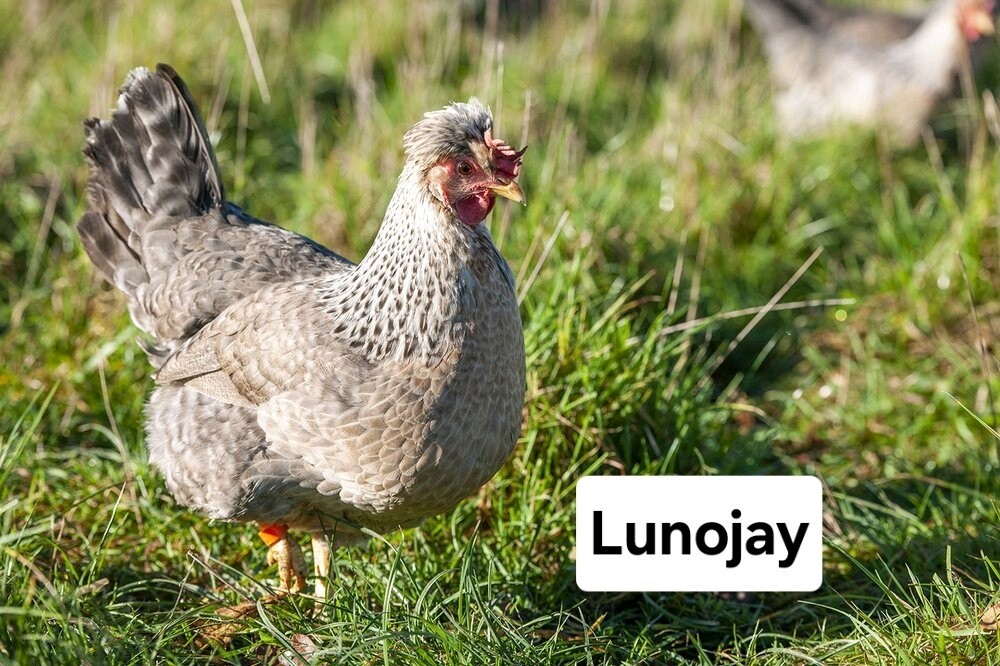 6 + Crest Cream Legbar Hatching Eggs