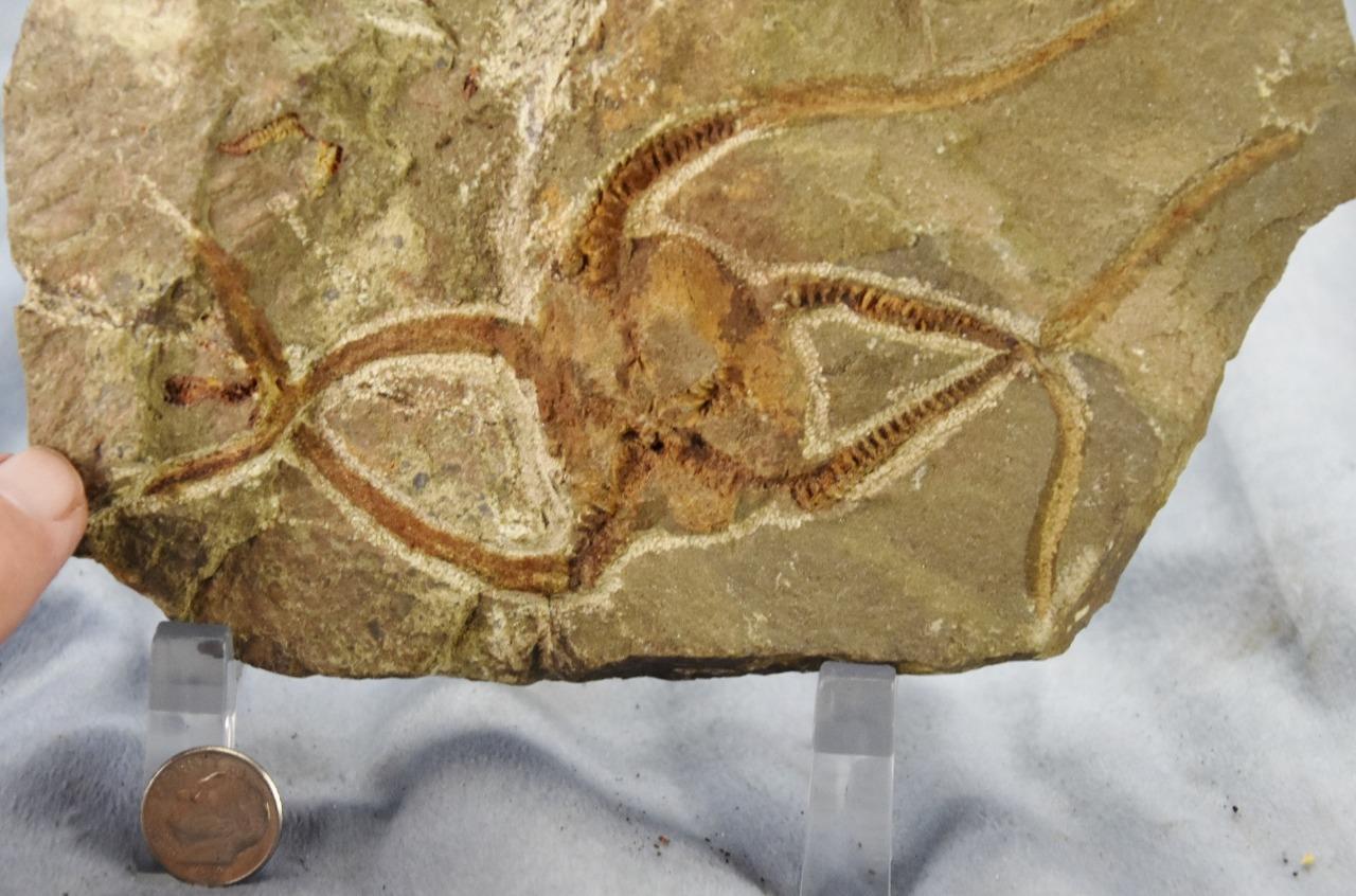 Brittle Star Starfish 200myo FOSSIL 274mm GEOCOMA CORINATA 6.5" 165mm 5019aa