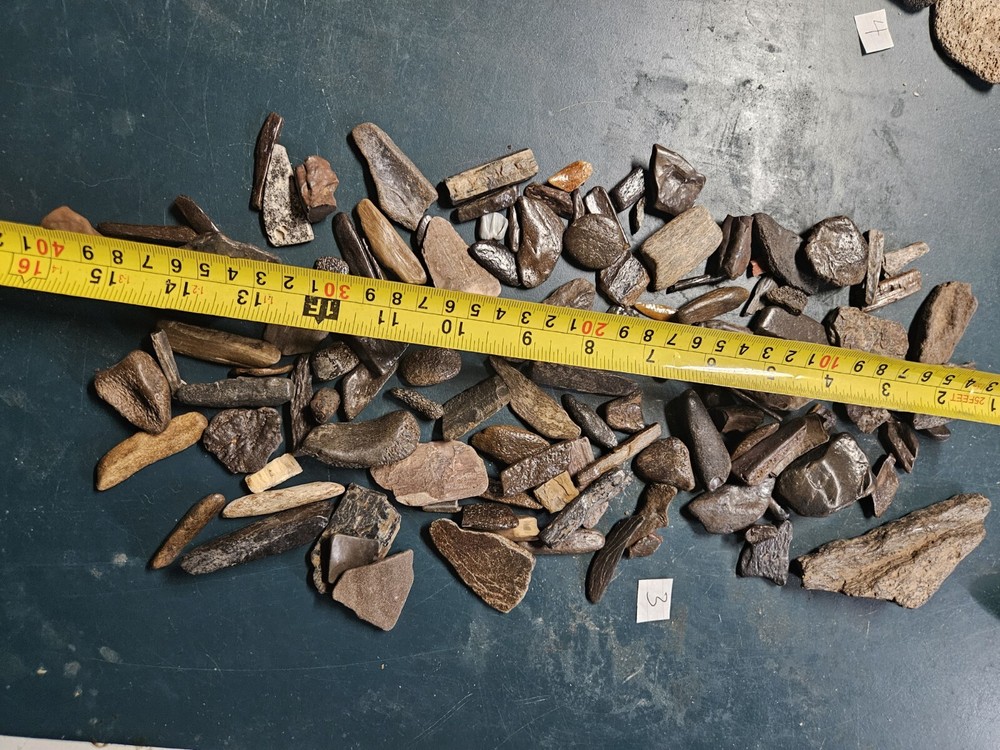 Prehistoric Fossilized Bone