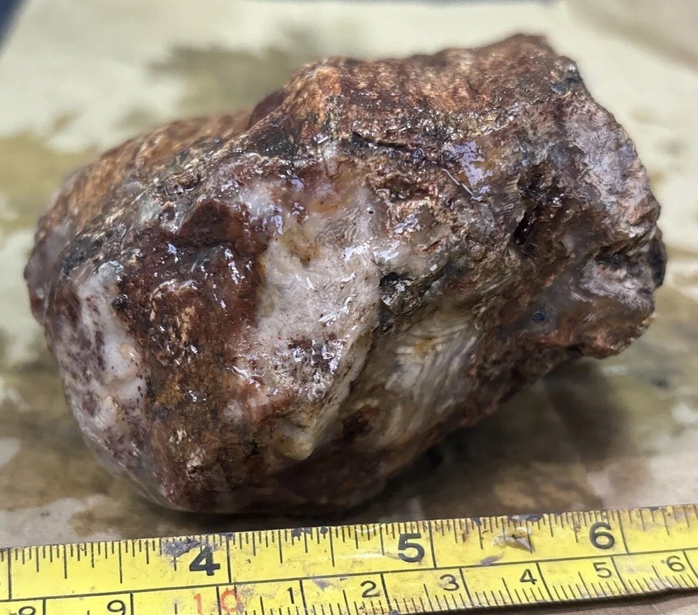 Silver Creek Junction petrified wood