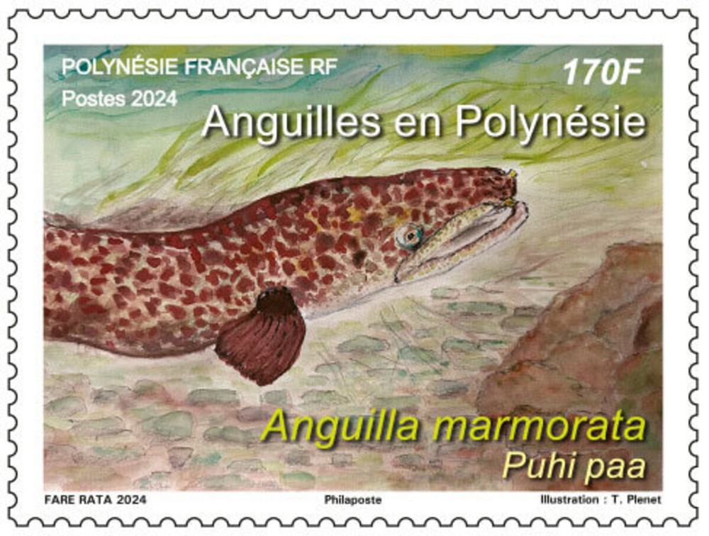 French Polynesia - Eels in Polynesia - Puhi paa