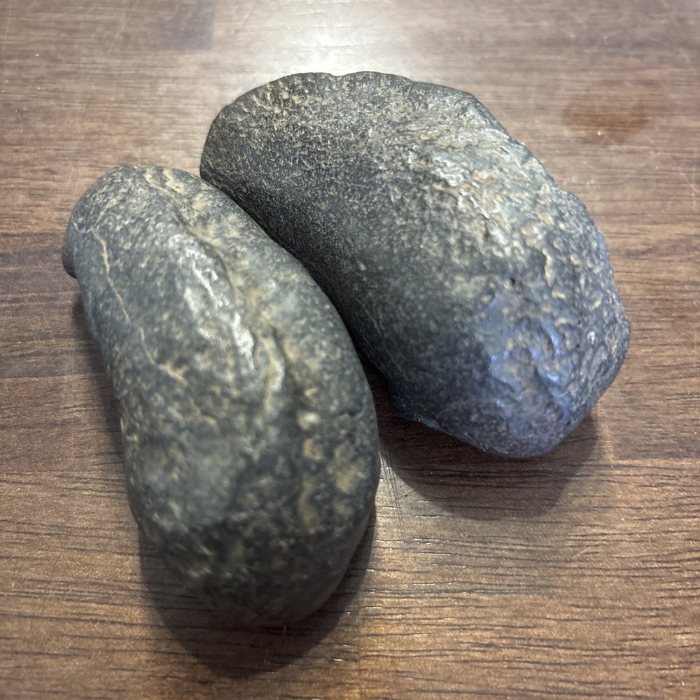 (2) 3 Inch Fossilized Whale Ear Bones