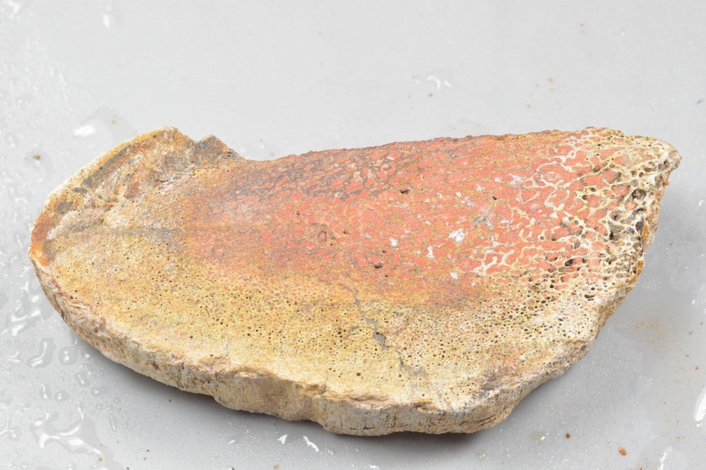 Orange Agatized Dinosaur Bone, New Mexico, 95 grams