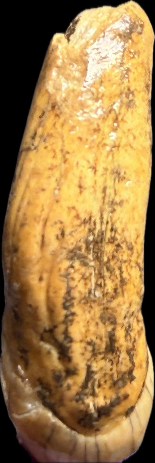 👀 Fantastic Rare Romanian Cave Bear Canine Tooth Fossil, Ursus Spelaeus ✨🔥