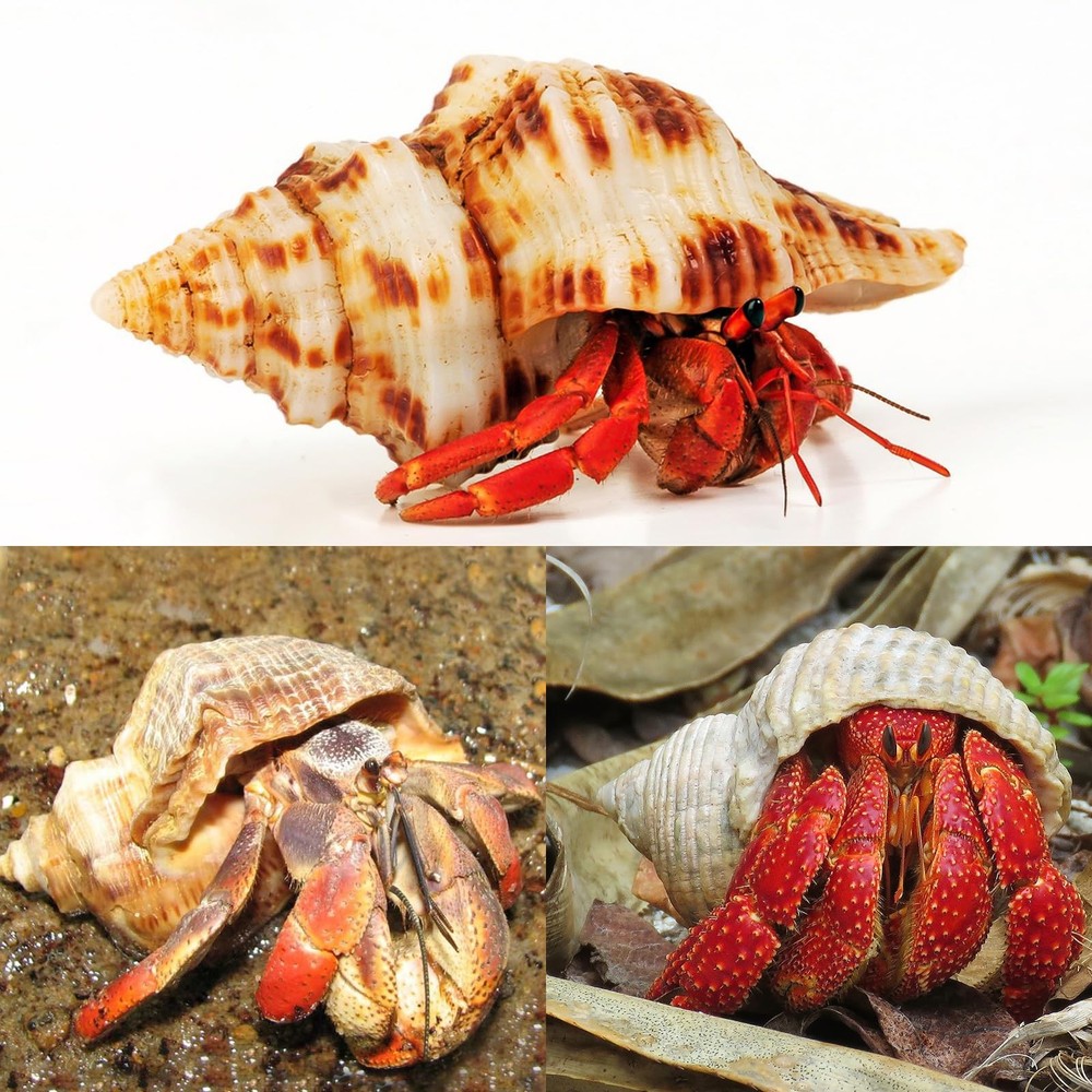 WeDoSoy 5PCS Extra Large Hermit Crab 5pcs Shells Size: 3" - 4.7"