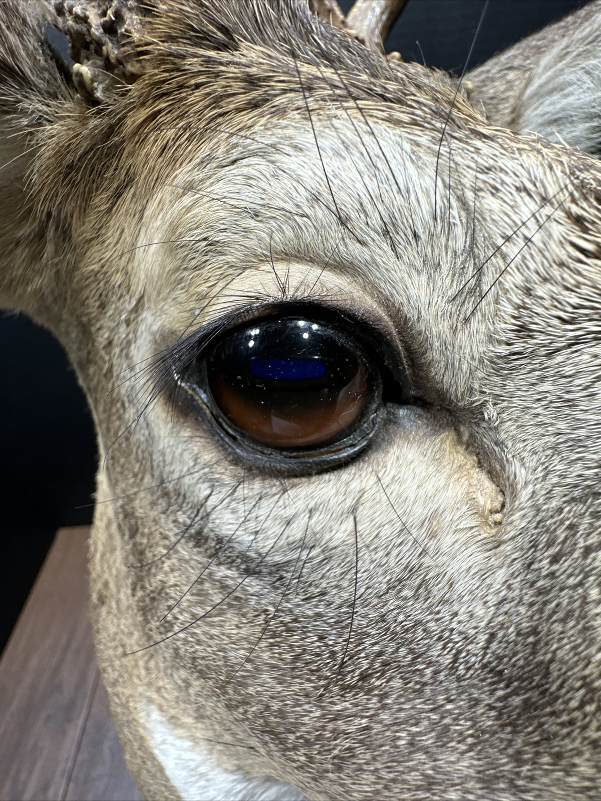 Nice 6 Point Whitetail Deer Buck Shoulder Mount Taxidermy