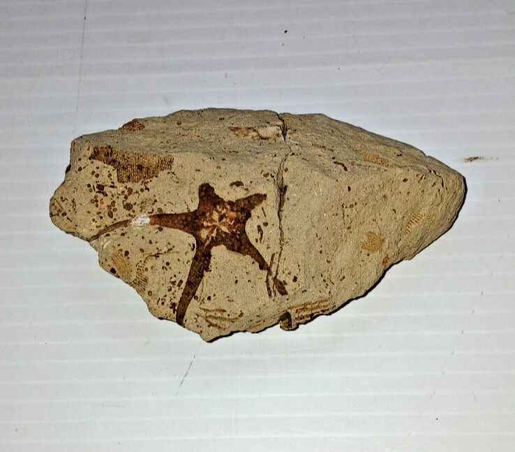Starfish Fossil