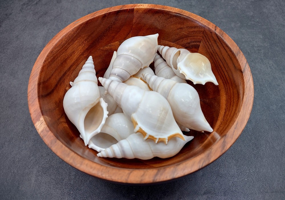 Delicate Tibia Seashell White Tibia Delicatula (3 shells approx. 3+ inches)