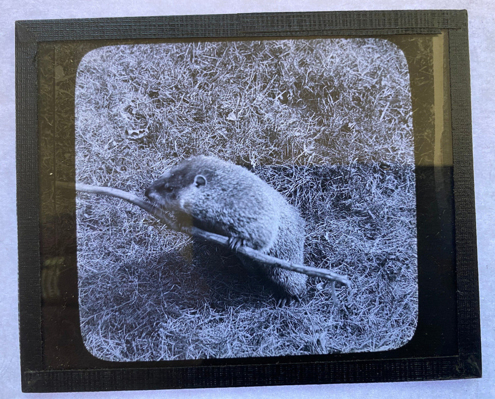 KEYSTONE MAGIC LANTERN SLIDE 92 GROUND HOG 1920s