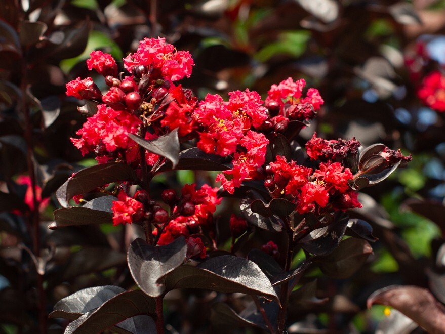 Ruby Thunderstruck Crape Myrtle Starter Lagerstroemia Rooted "STARTER" Plant