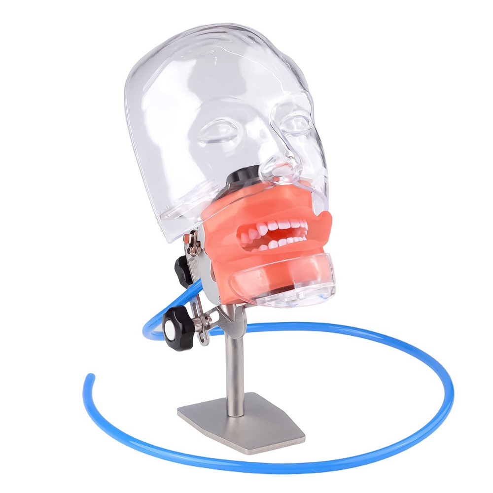 Dental Simulator Manikin Phantom Head Model Put on Desk for Training Practice