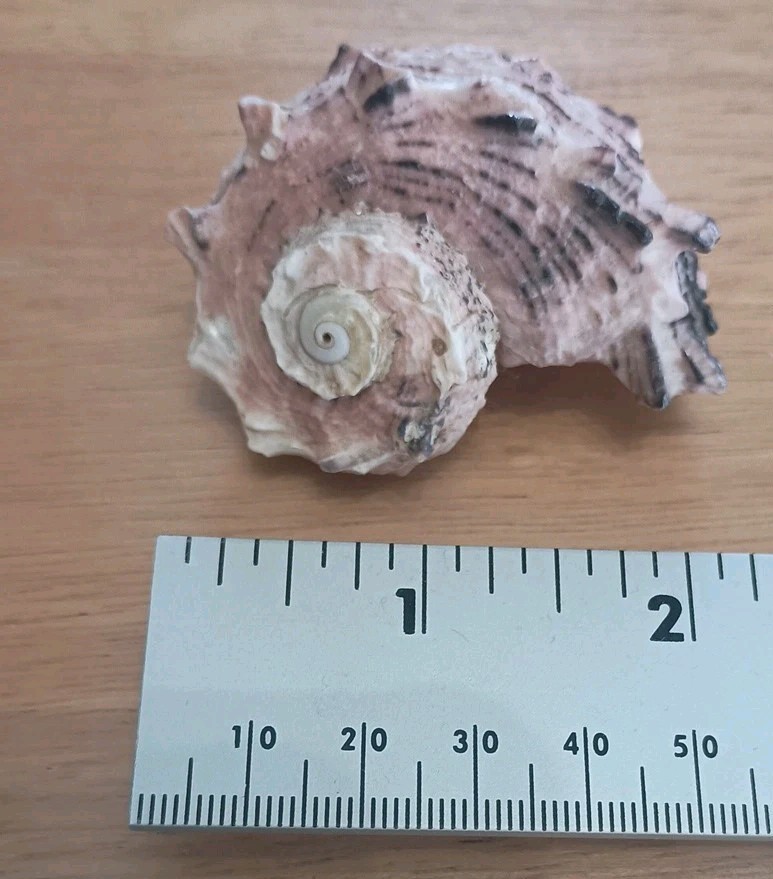 Natural Delphinula Seashell Shell