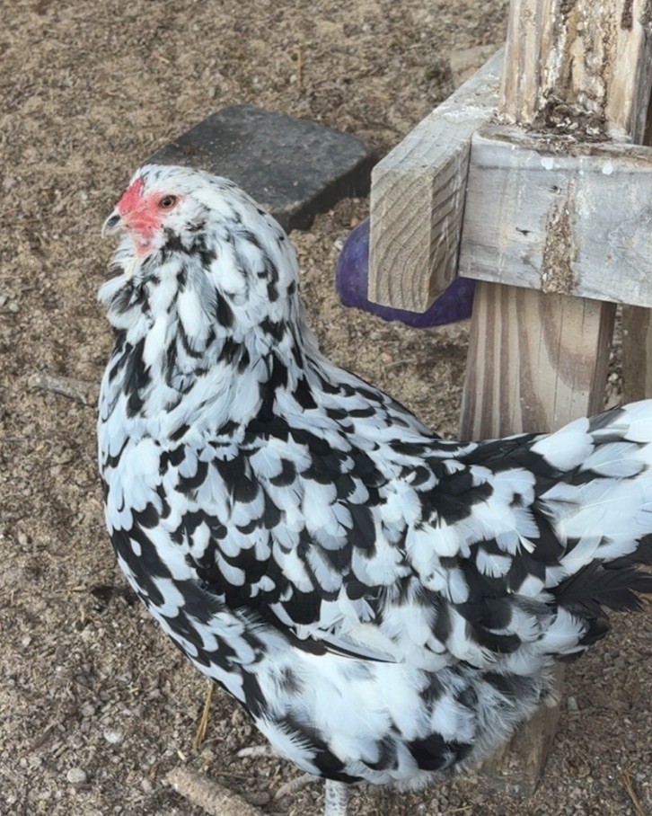 Ameraucana Hatching Eggs 6+