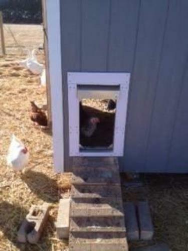 Automatic Turkey Door - ADOR2