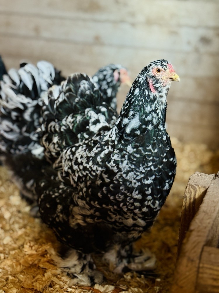 12++ MOTTLED Brahma Hatching Eggs