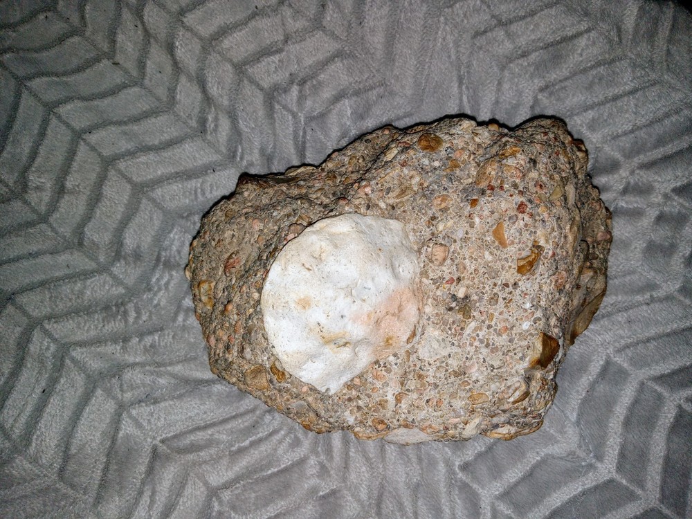 Clam? Fossil On Matrix