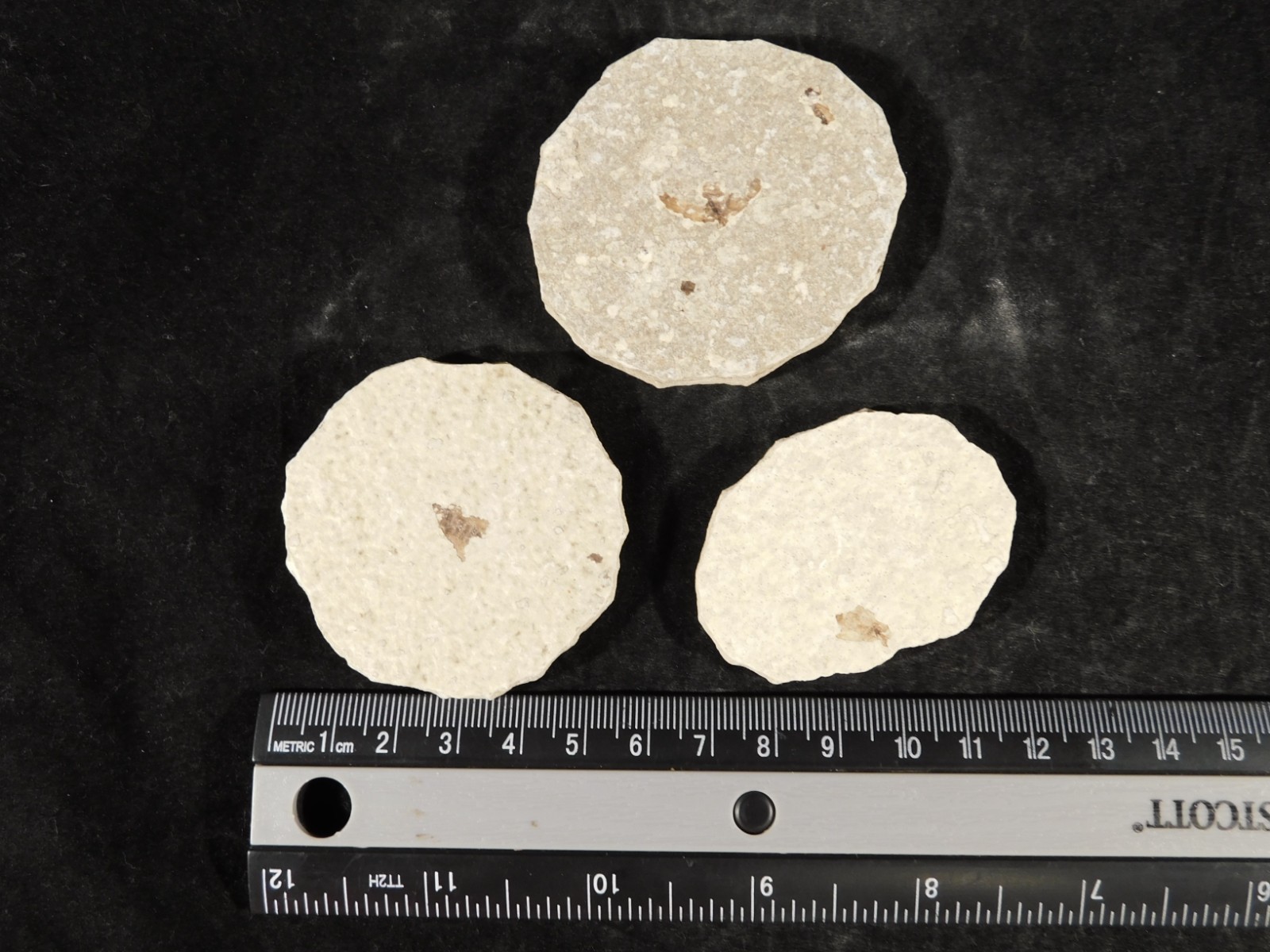 Lot of THREE! Fifty Million Year Old! WINGED INSECT Fossils From Wyoming 97.6gr