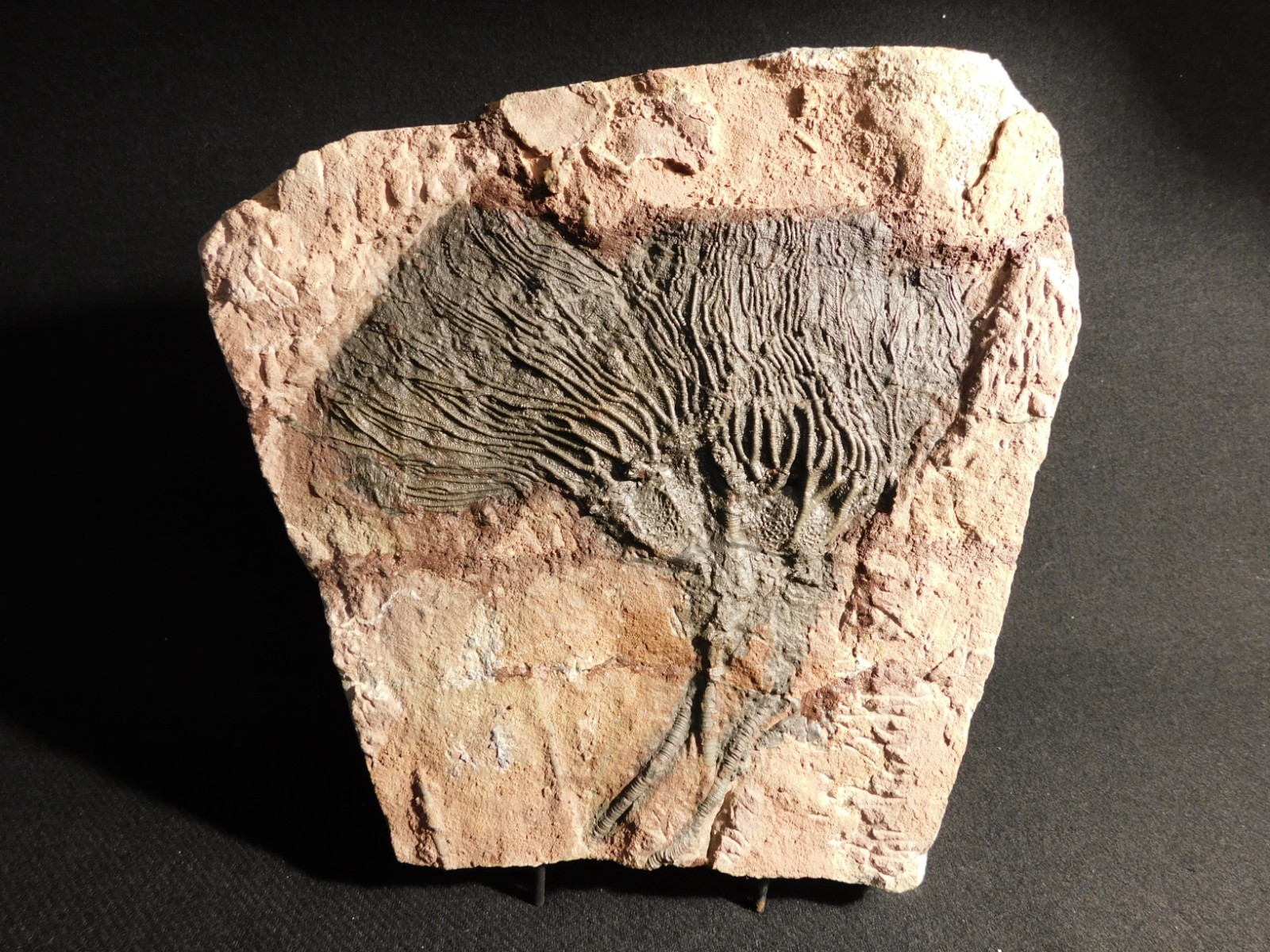 TWO BIG! 430 Million Year Old! CRINOID Fossils or Sea LILY Fossil Morocco 1565gr