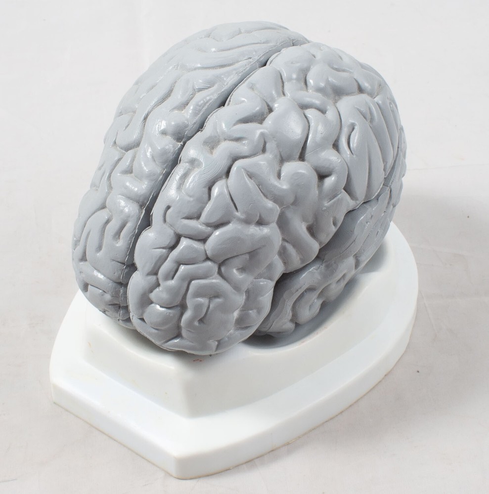 Anatomical Human Brain Model 3D Educational Teaching Tool