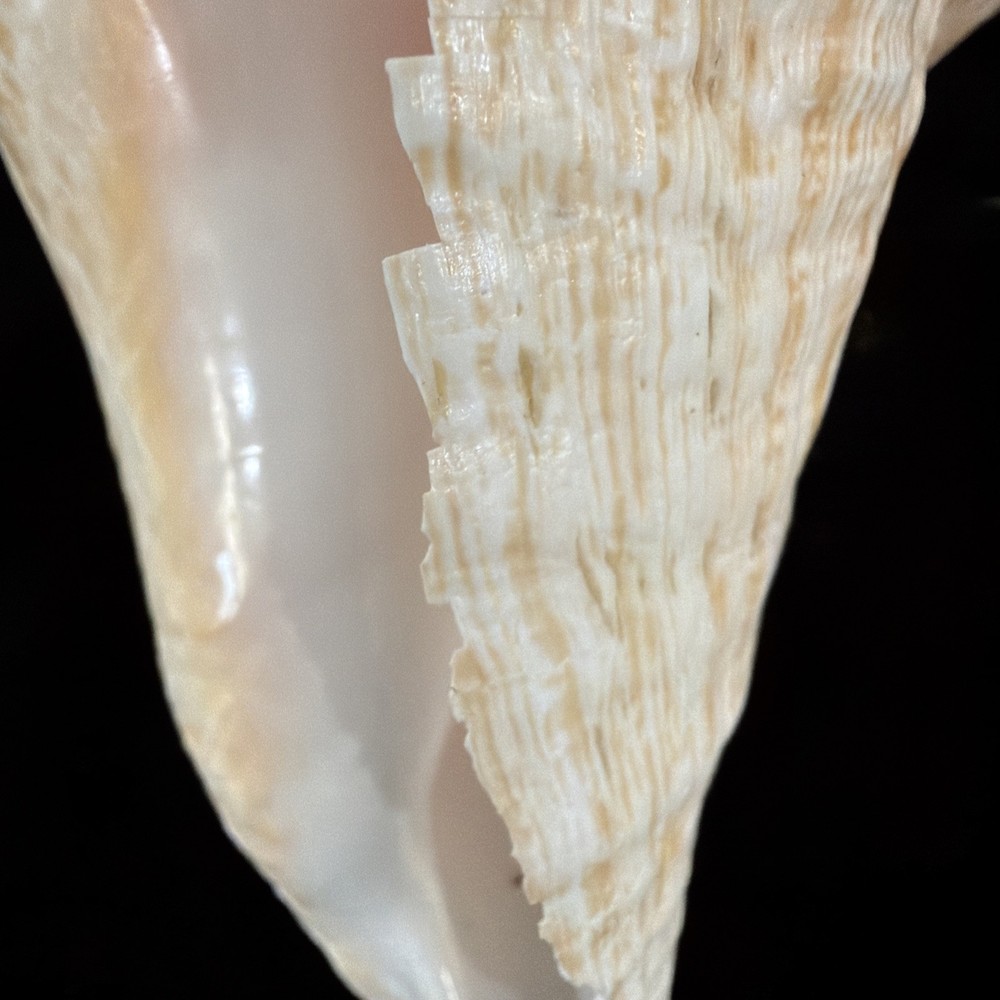 Queen Conch Shell 176.6mm No Collection Data (A666)