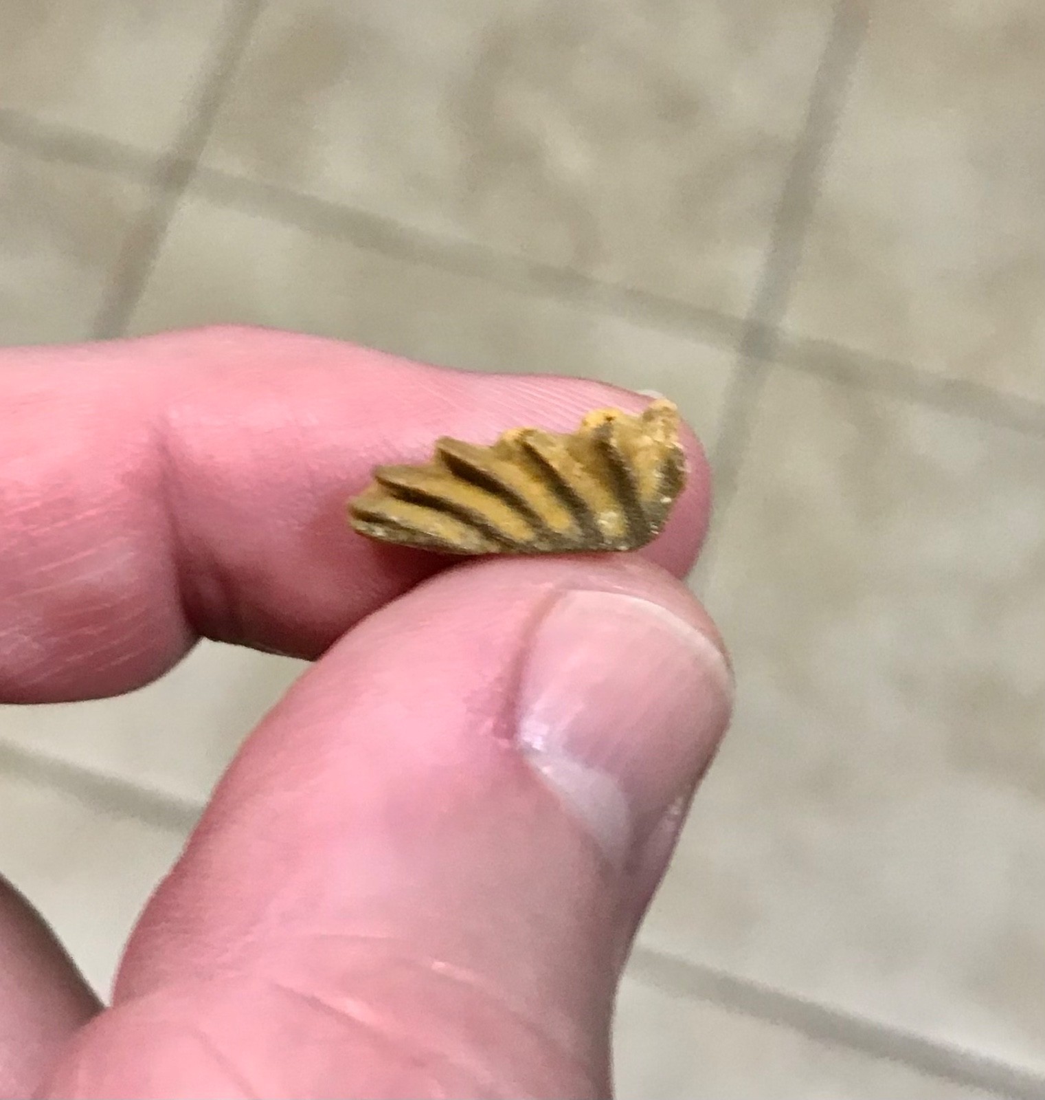 SWEET & AWESOMELY RARE LUNGFISH TOOTH PLATE W PARTIAL JAW ATTACHED FOSSIL
