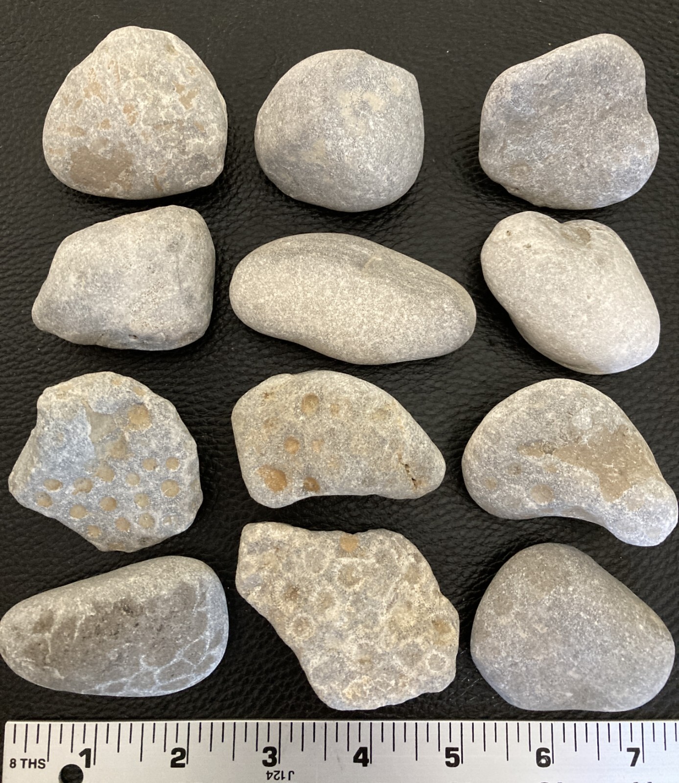 12pc BULK Michigan Petoskey Stones (Hexagonaria) - Natural Fossils 2.4LBS