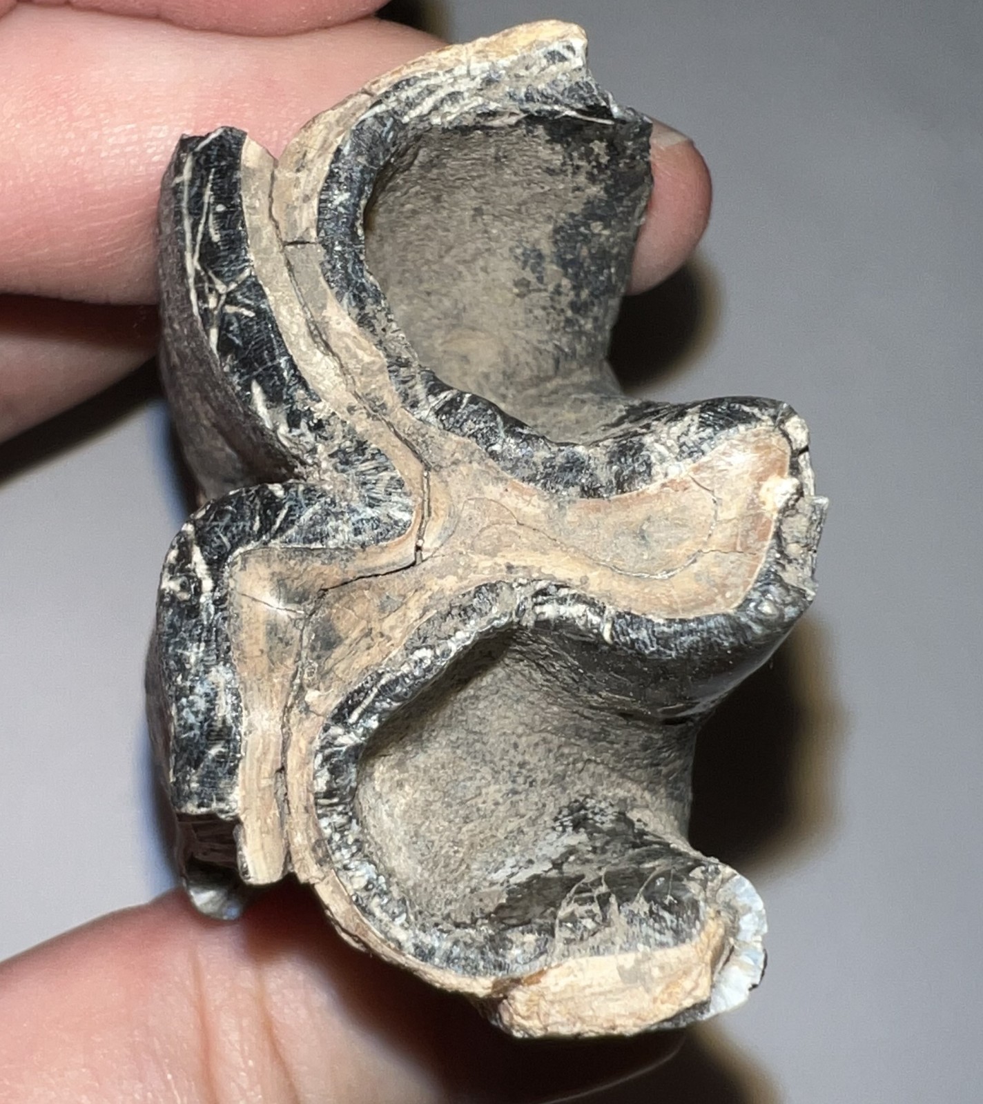 HUGE Ice Age Fossil COELODONTA Lower Molar Tooth 3.84 Inches!