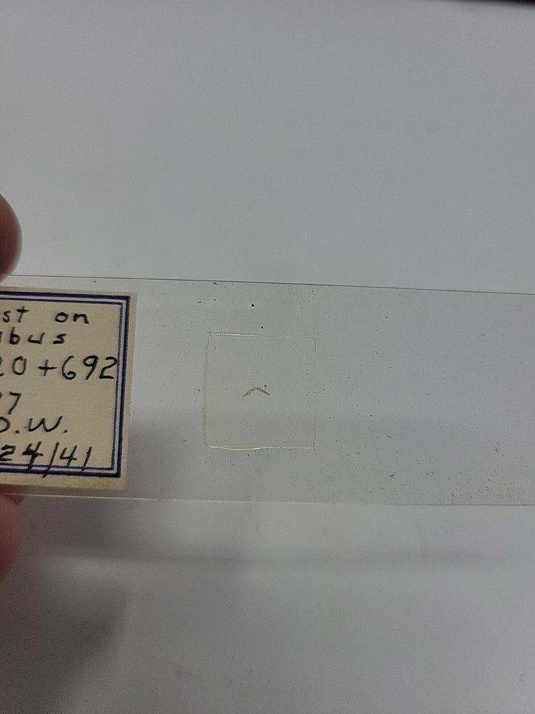 Vintage Microscope Slide 1941
