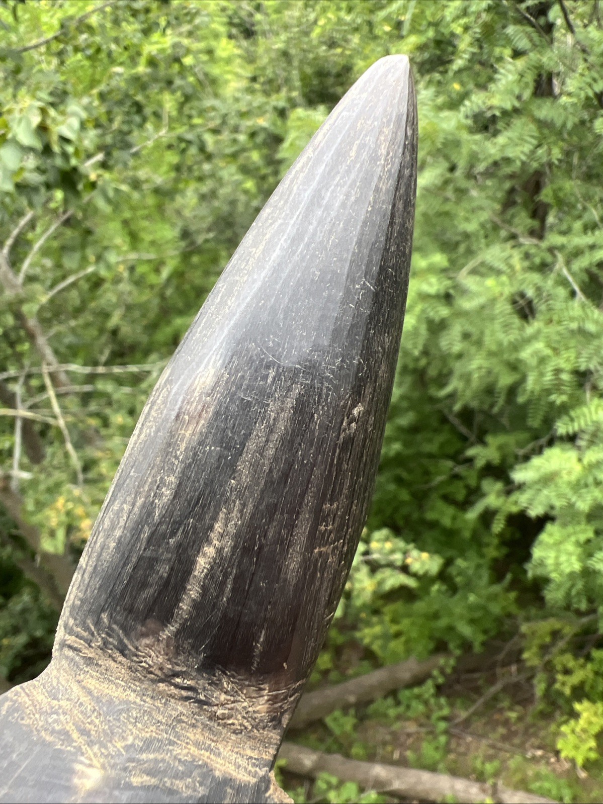 Original Native American Indian Hand carved Goat Horn Spoon; Late 19th Cent.