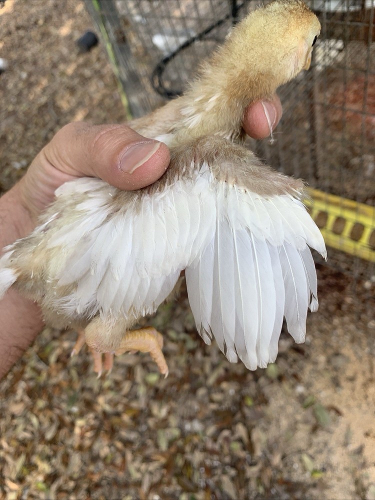 12 Largefowl White Cornish Hatching Eggs