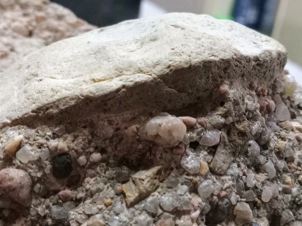 Clam? Fossil On Matrix