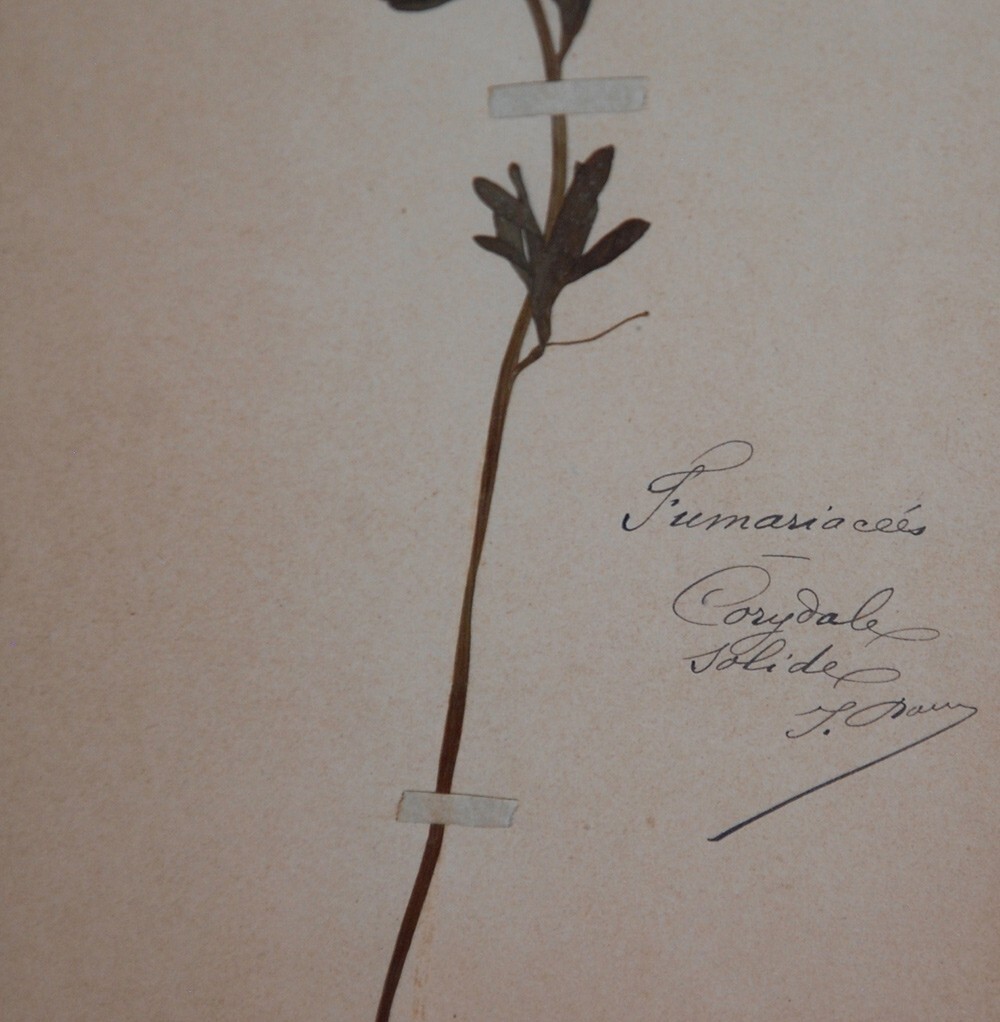 15 FRAMED ANTIQUE BOTANICAL ORIGINAL SPECIMENS ~ FRENCH 19c HERBARIUM PLANT