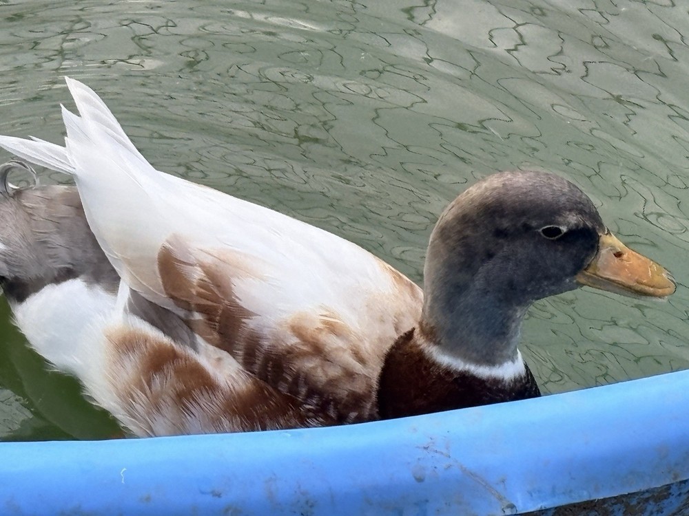 12 Pure Butterscotch Call duck hatching eggs