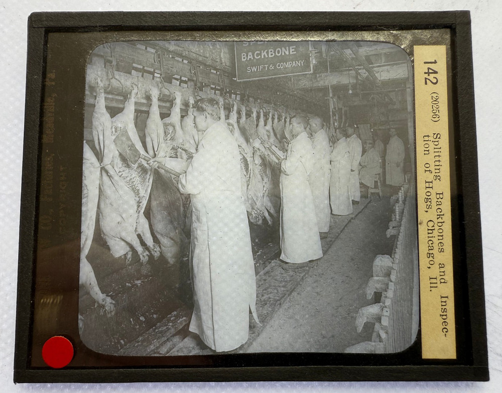 KEYSTONE MAGIC LANTERN SLIDE 142 SPLITTING BACKBONES HOGS CHICAGO 1920s